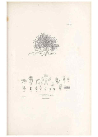 Reproducción/Reproduction 49521715256: Nova genera et species plantarum :. Antverpiae :Ex officina Christophori Plantini ...,1576.. 