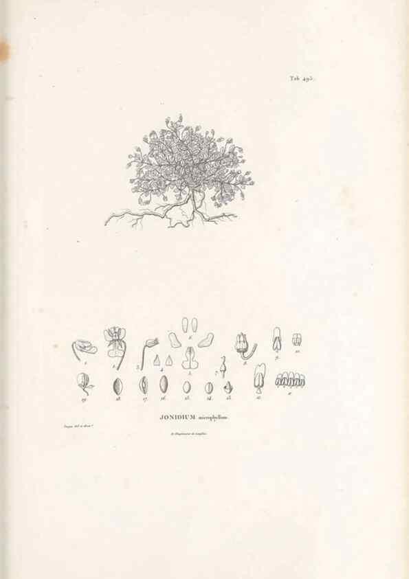 Reproducción/Reproduction 49521715256: Nova genera et species plantarum :. Antverpiae :Ex officina Christophori Plantini ...,1576.. 