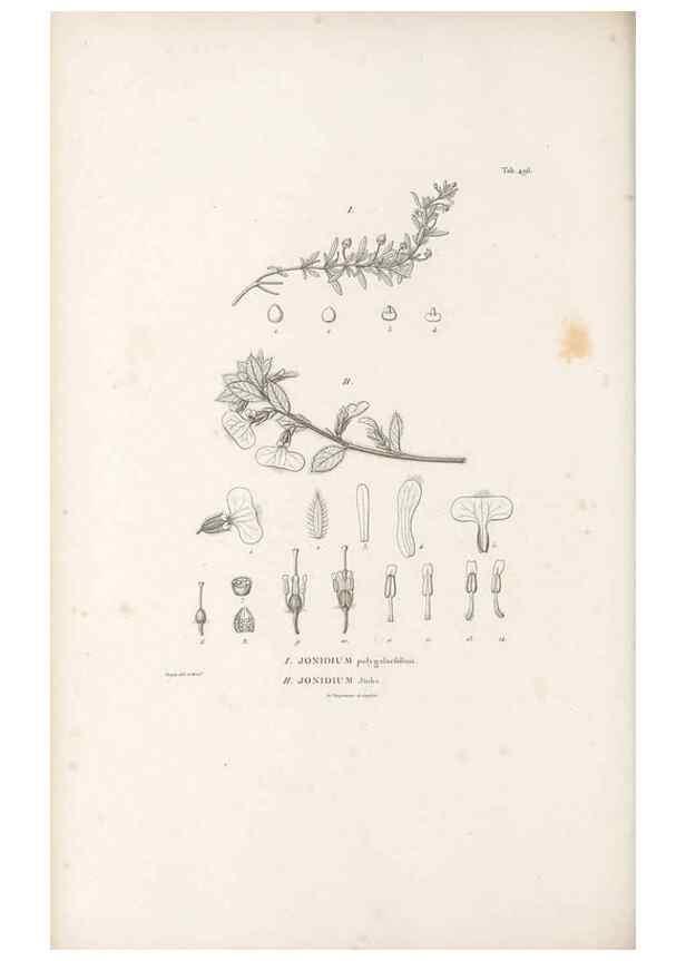 Reproducción/Reproduction 49521715546: Nova genera et species plantarum :. Antverpiae :Ex officina Christophori Plantini ...,1576.. 