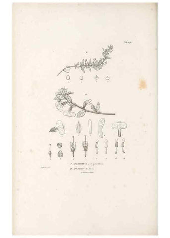 Reproducción/Reproduction 49521715546: Nova genera et species plantarum :. Antverpiae :Ex officina Christophori Plantini ...,1576.. 