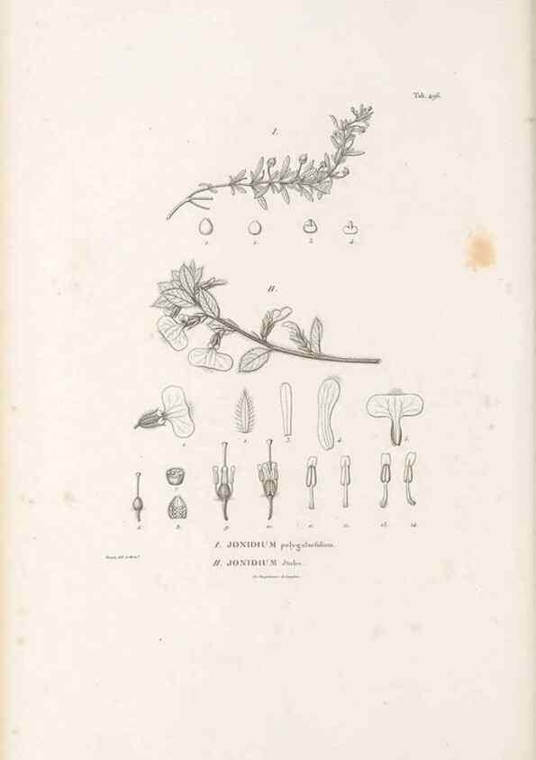 Reproducción/Reproduction 49521715546: Nova genera et species plantarum :. Antverpiae :Ex officina Christophori Plantini ...,1576.. 