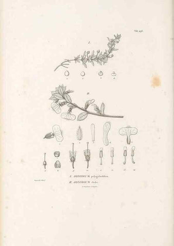 Reproducción/Reproduction 49521715546: Nova genera et species plantarum :. Antverpiae :Ex officina Christophori Plantini ...,1576.. 