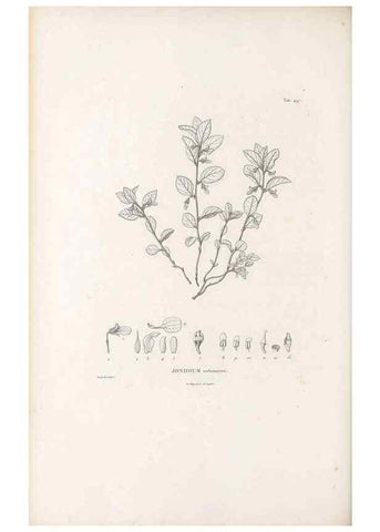 Reproducción/Reproduction 49521928542: Nova genera et species plantarum :. Antverpiae :Ex officina Christophori Plantini ...,1576.. 