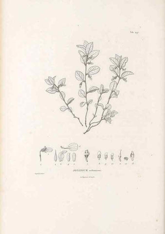Reproducción/Reproduction 49521928542: Nova genera et species plantarum :. Antverpiae :Ex officina Christophori Plantini ...,1576.. 