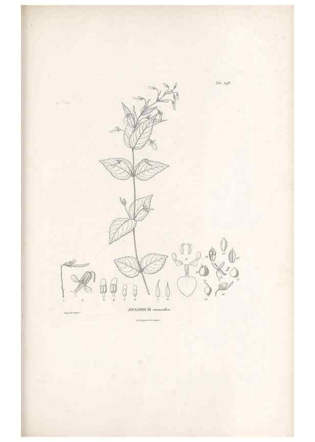 Reproducción/Reproduction 49521716161: Nova genera et species plantarum :. Antverpiae :Ex officina Christophori Plantini ...,1576.. 