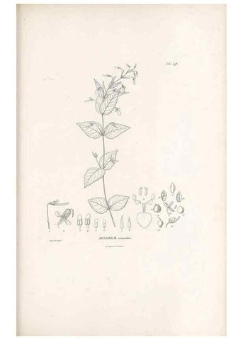 Reproducción/Reproduction 49521716161: Nova genera et species plantarum :. Antverpiae :Ex officina Christophori Plantini ...,1576.. 