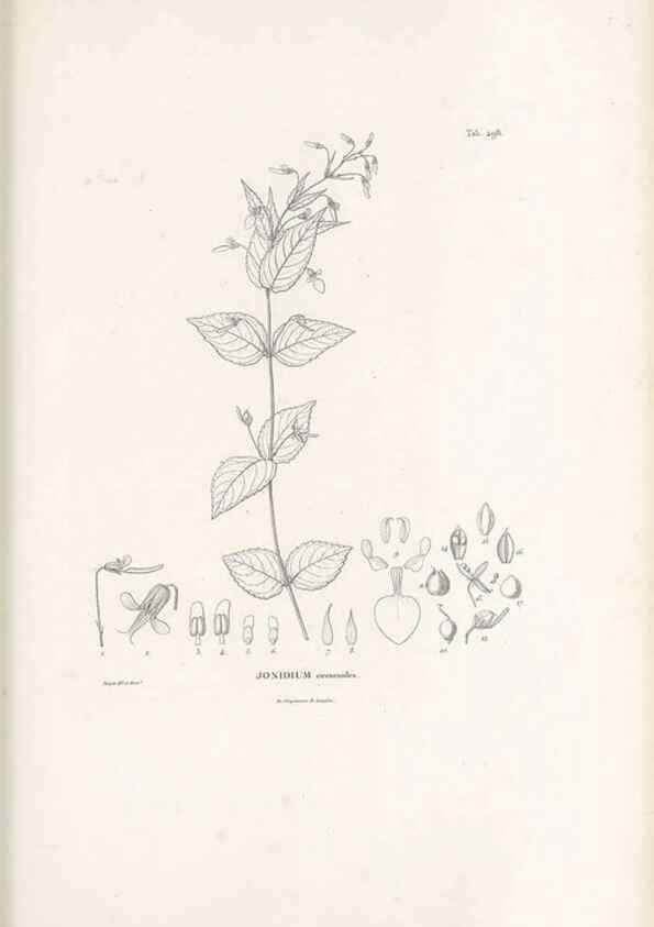 Reproducción/Reproduction 49521716161: Nova genera et species plantarum :. Antverpiae :Ex officina Christophori Plantini ...,1576.. 