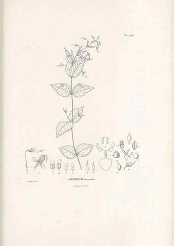 Reproducción/Reproduction 49521716161: Nova genera et species plantarum :. Antverpiae :Ex officina Christophori Plantini ...,1576.. 