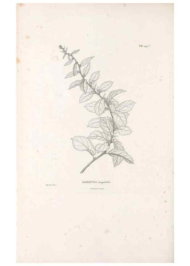 Reproducción/Reproduction 49521929162: Nova genera et species plantarum :. Antverpiae :Ex officina Christophori Plantini ...,1576.. 