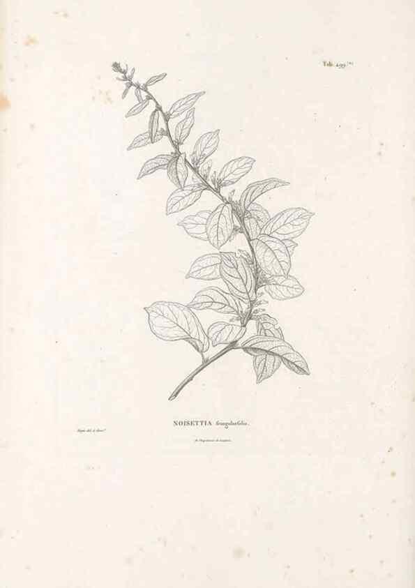 Reproducción/Reproduction 49521929162: Nova genera et species plantarum :. Antverpiae :Ex officina Christophori Plantini ...,1576.. 