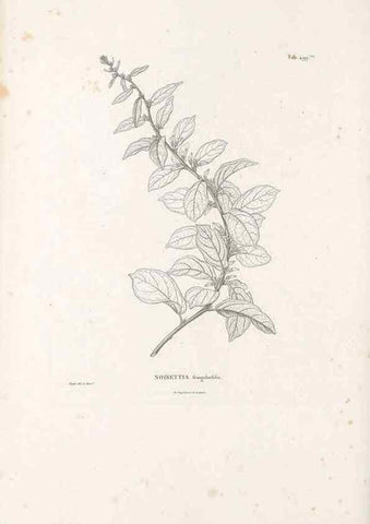 Reproducción/Reproduction 49521929162: Nova genera et species plantarum :. Antverpiae :Ex officina Christophori Plantini ...,1576.. 