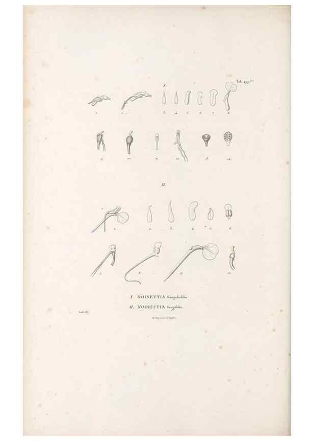 Reproducción/Reproduction 49521929417: Nova genera et species plantarum :. Antverpiae :Ex officina Christophori Plantini ...,1576.. 