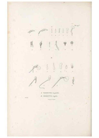 Reproducción/Reproduction 49521929417: Nova genera et species plantarum :. Antverpiae :Ex officina Christophori Plantini ...,1576.. 