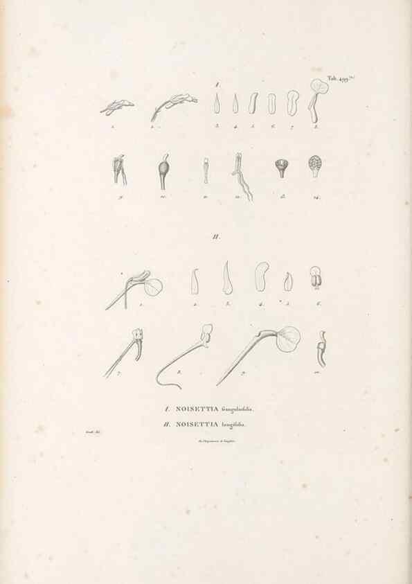 Reproducción/Reproduction 49521929417: Nova genera et species plantarum :. Antverpiae :Ex officina Christophori Plantini ...,1576.. 