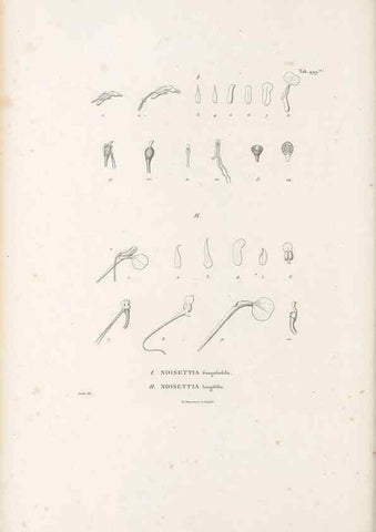 Reproducción/Reproduction 49521929417: Nova genera et species plantarum :. Antverpiae :Ex officina Christophori Plantini ...,1576.. 