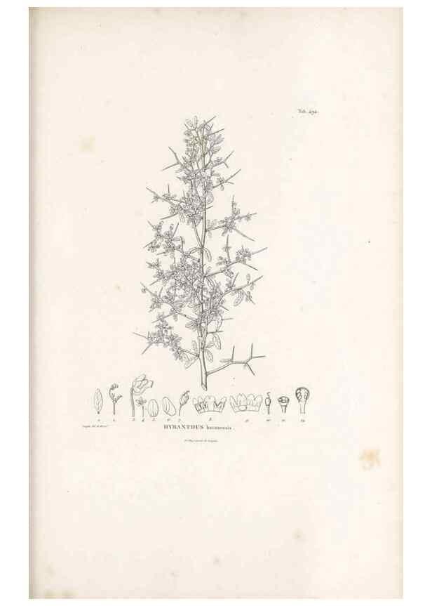 Reproducción/Reproduction 49521717086: Nova genera et species plantarum :. Antverpiae :Ex officina Christophori Plantini ...,1576.. 