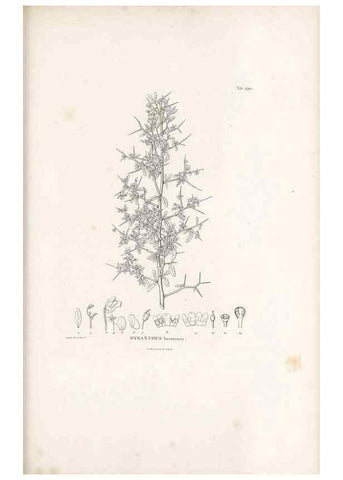 Reproducción/Reproduction 49521717086: Nova genera et species plantarum :. Antverpiae :Ex officina Christophori Plantini ...,1576.. 