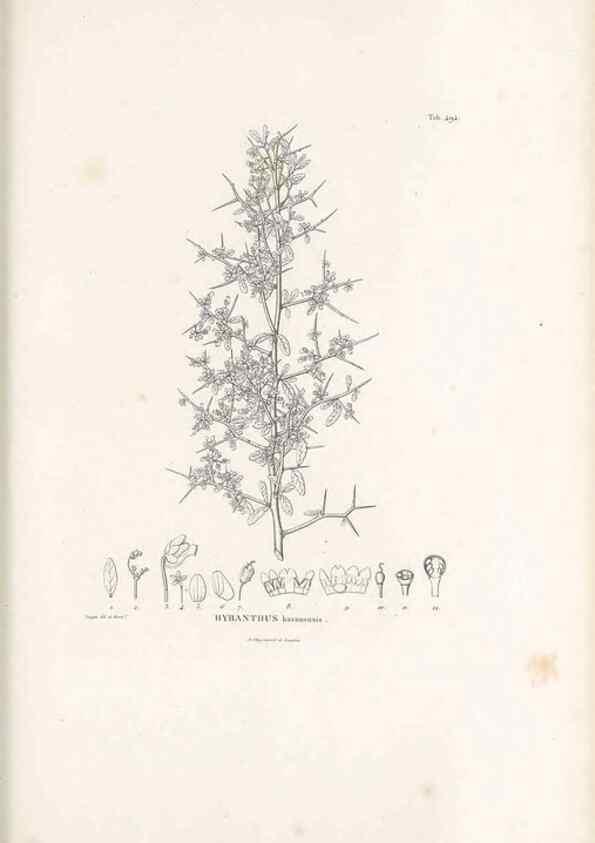 Reproducción/Reproduction 49521717086: Nova genera et species plantarum :. Antverpiae :Ex officina Christophori Plantini ...,1576.. 
