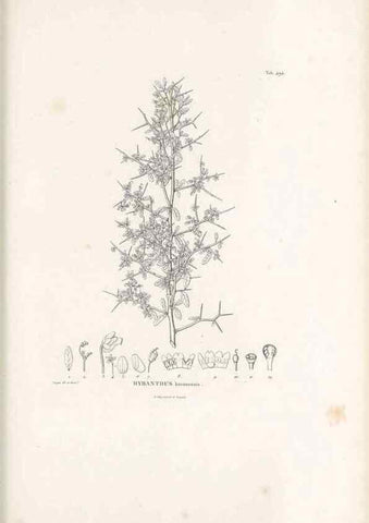 Reproducción/Reproduction 49521717086: Nova genera et species plantarum :. Antverpiae :Ex officina Christophori Plantini ...,1576.. 
