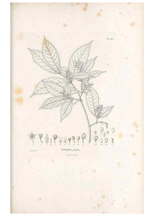 Reproducción/Reproduction 49521193313: Nova genera et species plantarum :. Antverpiae :Ex officina Christophori Plantini ...,1576.. 
