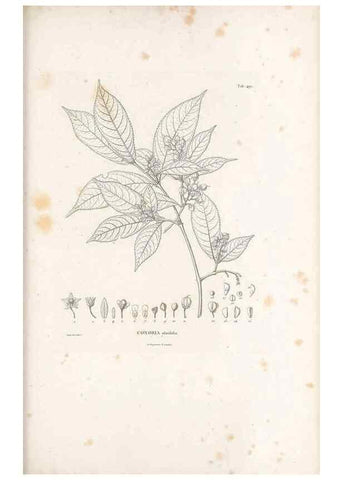 Reproducción/Reproduction 49521193313: Nova genera et species plantarum :. Antverpiae :Ex officina Christophori Plantini ...,1576.. 