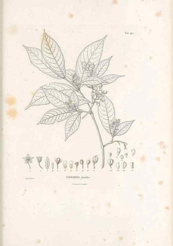 Reproducción/Reproduction 49521193313: Nova genera et species plantarum :. Antverpiae :Ex officina Christophori Plantini ...,1576.. 