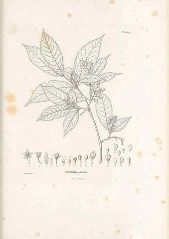 Reproducción/Reproduction 49521193313: Nova genera et species plantarum :. Antverpiae :Ex officina Christophori Plantini ...,1576.. 