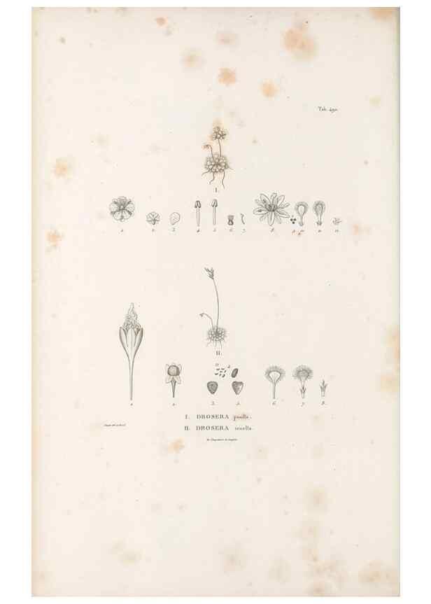 Reproducción/Reproduction 49521717716: Nova genera et species plantarum :. Antverpiae :Ex officina Christophori Plantini ...,1576.. 