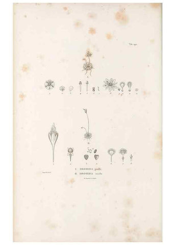 Reproducción/Reproduction 49521717716: Nova genera et species plantarum :. Antverpiae :Ex officina Christophori Plantini ...,1576.. 