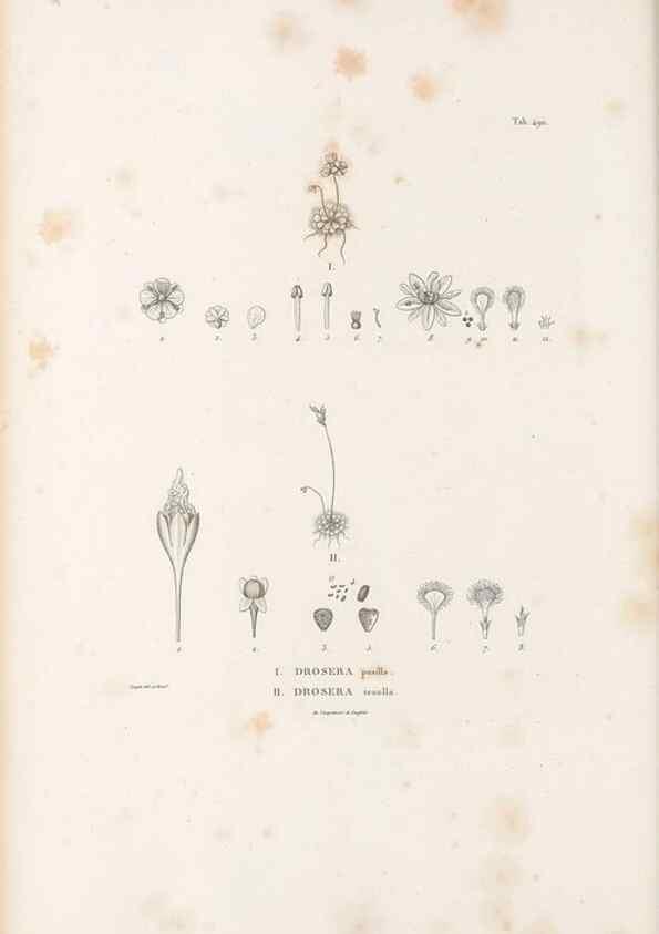 Reproducción/Reproduction 49521717716: Nova genera et species plantarum :. Antverpiae :Ex officina Christophori Plantini ...,1576.. 