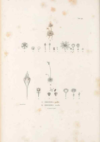 Reproducción/Reproduction 49521717716: Nova genera et species plantarum :. Antverpiae :Ex officina Christophori Plantini ...,1576.. 