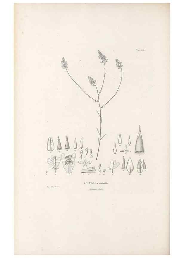 Reproducción/Reproduction 49521193933: Nova genera et species plantarum :. Antverpiae :Ex officina Christophori Plantini ...,1576.. 