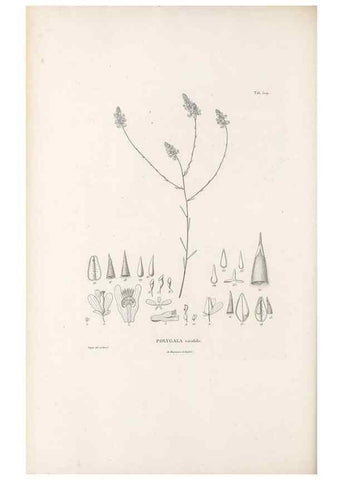 Reproducción/Reproduction 49521193933: Nova genera et species plantarum :. Antverpiae :Ex officina Christophori Plantini ...,1576.. 