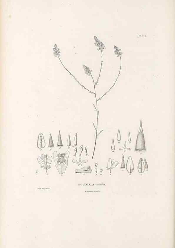 Reproducción/Reproduction 49521193933: Nova genera et species plantarum :. Antverpiae :Ex officina Christophori Plantini ...,1576.. 