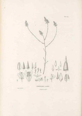 Reproducción/Reproduction 49521193933: Nova genera et species plantarum :. Antverpiae :Ex officina Christophori Plantini ...,1576.. 