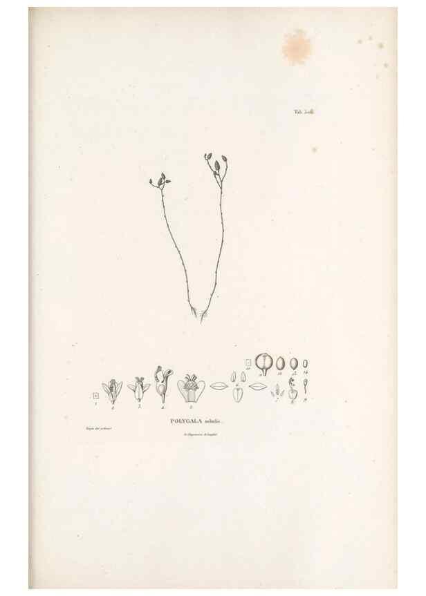 Reproducción/Reproduction 49521718281: Nova genera et species plantarum :. Antverpiae :Ex officina Christophori Plantini ...,1576.. 
