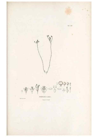 Reproducción/Reproduction 49521718281: Nova genera et species plantarum :. Antverpiae :Ex officina Christophori Plantini ...,1576.. 