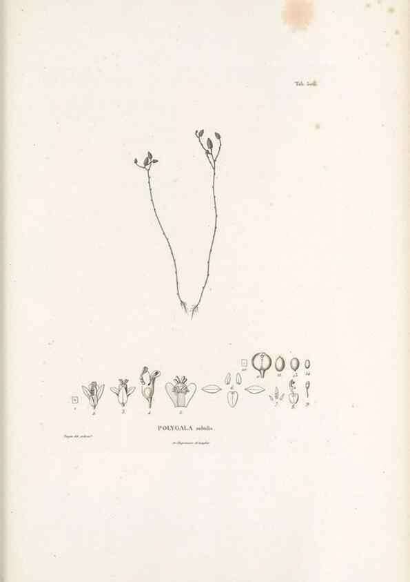 Reproducción/Reproduction 49521718281: Nova genera et species plantarum :. Antverpiae :Ex officina Christophori Plantini ...,1576.. 