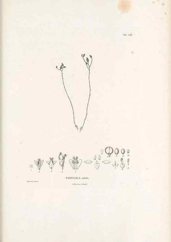 Reproducción/Reproduction 49521718281: Nova genera et species plantarum :. Antverpiae :Ex officina Christophori Plantini ...,1576.. 