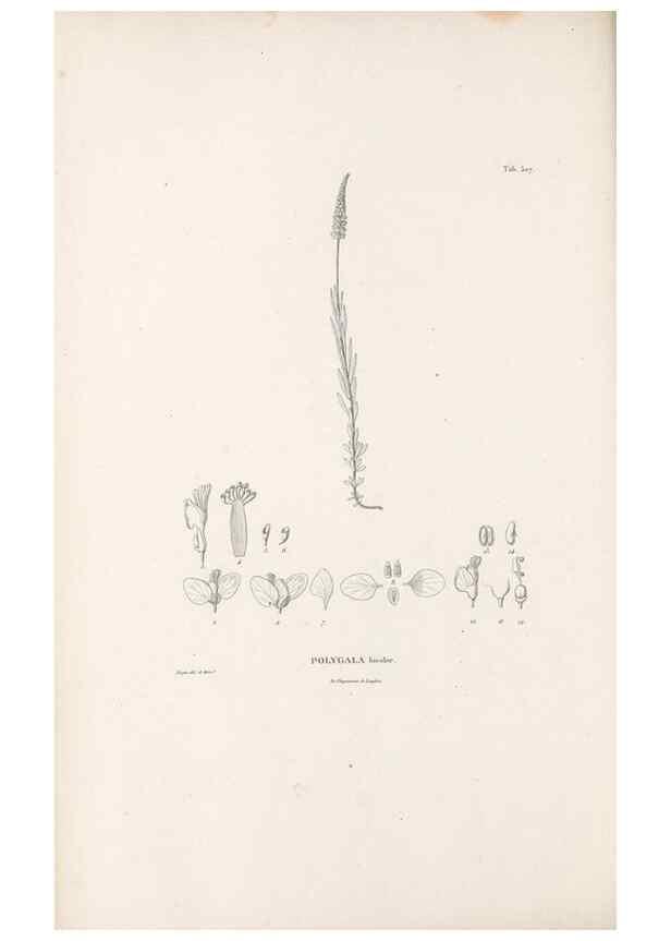Reproducción/Reproduction 49521931242: Nova genera et species plantarum :. Antverpiae :Ex officina Christophori Plantini ...,1576.. 
