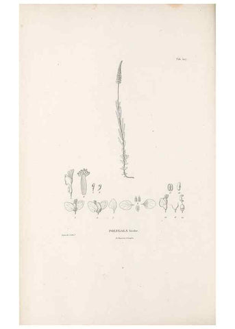 Reproducción/Reproduction 49521931242: Nova genera et species plantarum :. Antverpiae :Ex officina Christophori Plantini ...,1576.. 