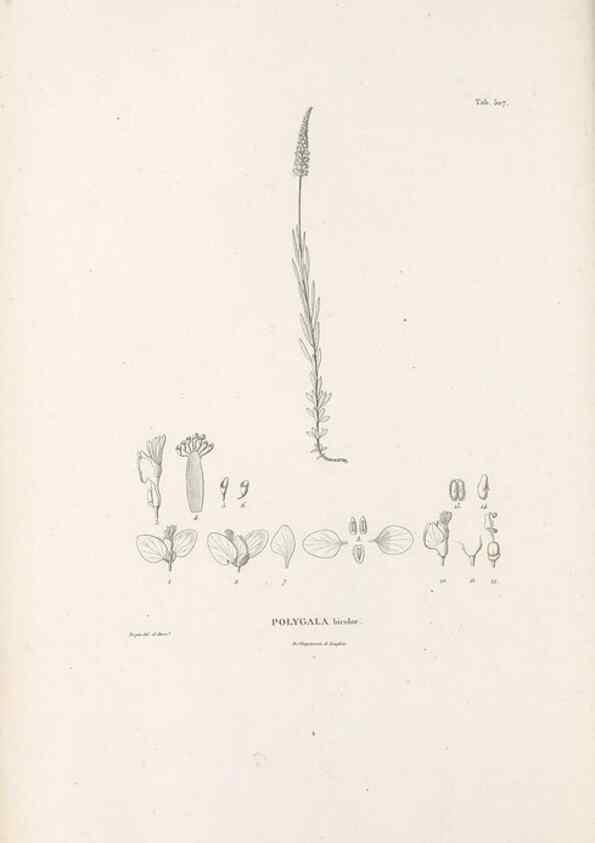 Reproducción/Reproduction 49521931242: Nova genera et species plantarum :. Antverpiae :Ex officina Christophori Plantini ...,1576.. 