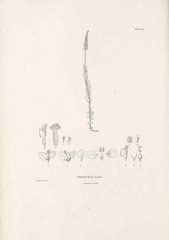 Reproducción/Reproduction 49521931242: Nova genera et species plantarum :. Antverpiae :Ex officina Christophori Plantini ...,1576.. 