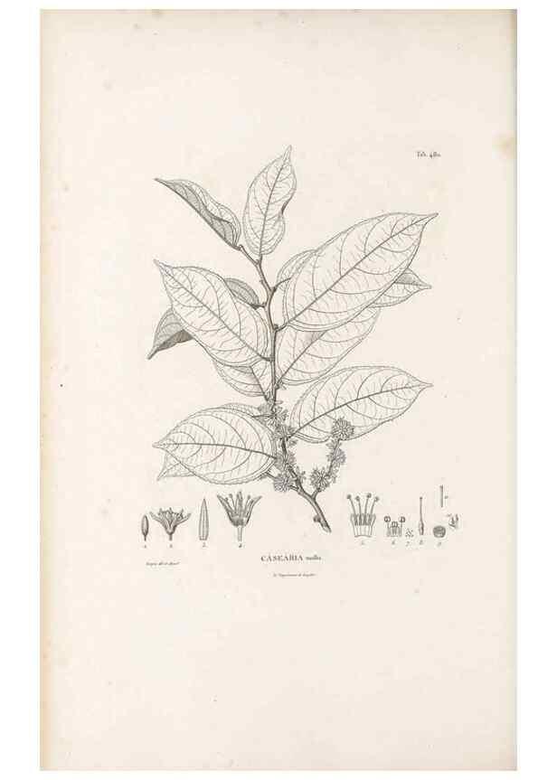 Reproducción/Reproduction 49521926872: Nova genera et species plantarum :. Antverpiae :Ex officina Christophori Plantini ...,1576.. 