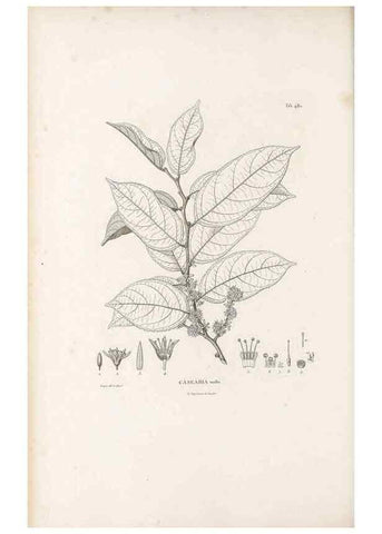 Reproducción/Reproduction 49521926872: Nova genera et species plantarum :. Antverpiae :Ex officina Christophori Plantini ...,1576.. 