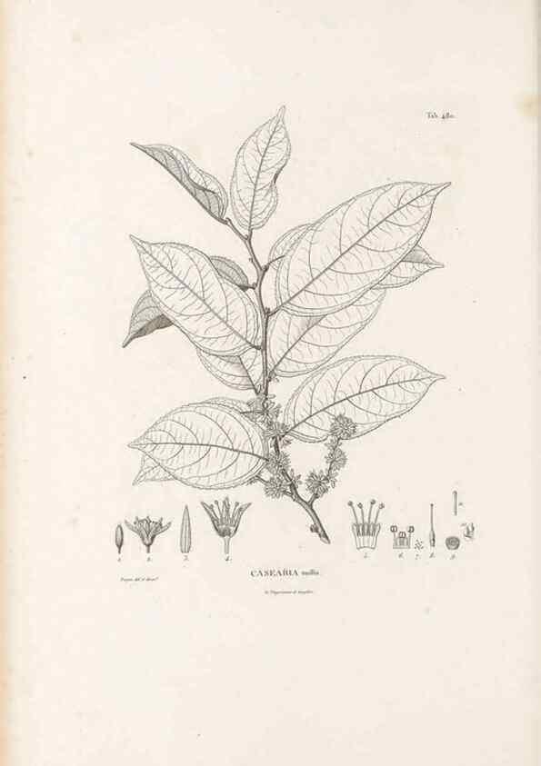 Reproducción/Reproduction 49521926872: Nova genera et species plantarum :. Antverpiae :Ex officina Christophori Plantini ...,1576.. 