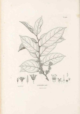 Reproducción/Reproduction 49521926872: Nova genera et species plantarum :. Antverpiae :Ex officina Christophori Plantini ...,1576.. 