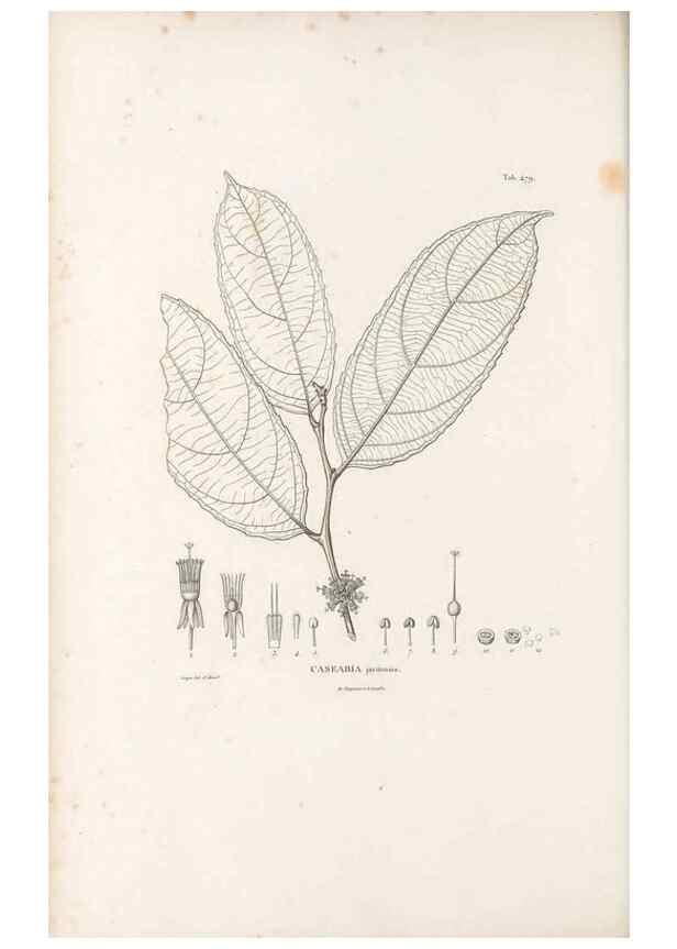 Reproducción/Reproduction 49521713746: Nova genera et species plantarum :. Antverpiae :Ex officina Christophori Plantini ...,1576.. 