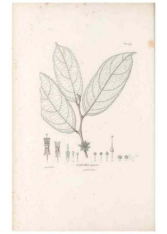 Reproducción/Reproduction 49521713746: Nova genera et species plantarum :. Antverpiae :Ex officina Christophori Plantini ...,1576.. 