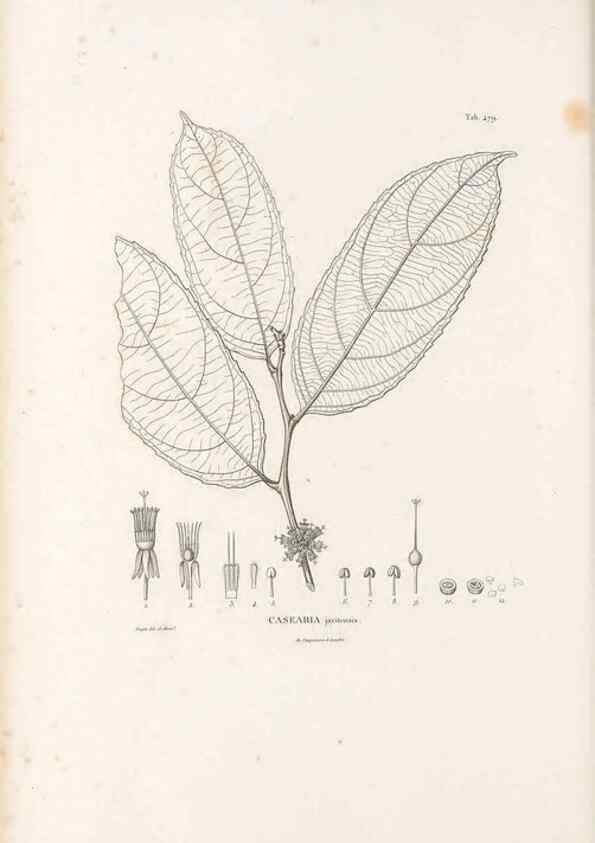 Reproducción/Reproduction 49521713746: Nova genera et species plantarum :. Antverpiae :Ex officina Christophori Plantini ...,1576.. 